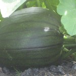 Pumpkin growing at center creek orchard