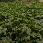 Pick Your Own Pumpkin Patch